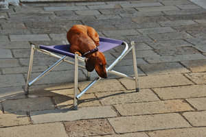 Dog Day in Venice