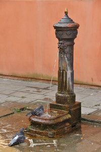 Pigeons and Fountain