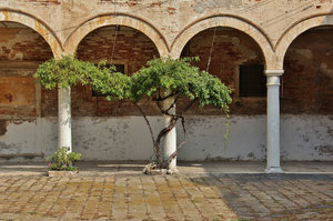 Tree in Venice campo