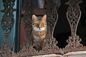 Venice Cat