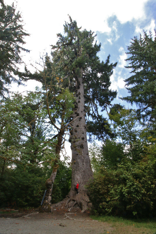 The World's Largest Spruce Tree