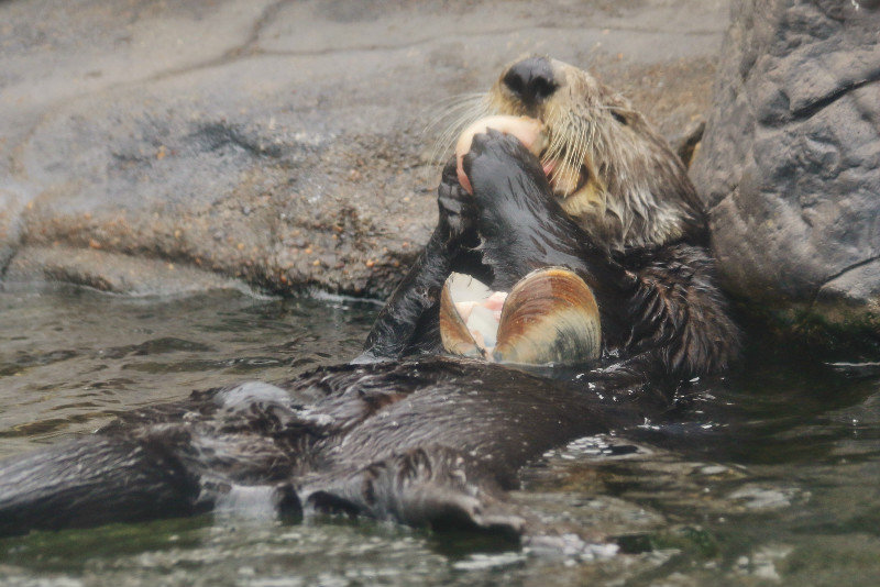 Sea Otter feeding