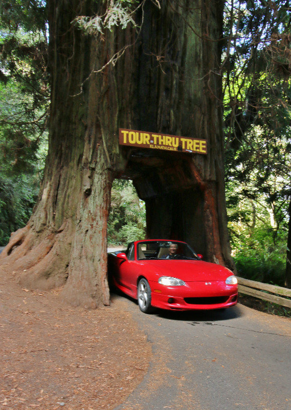 Klamath, CA drive-thru redwood tree