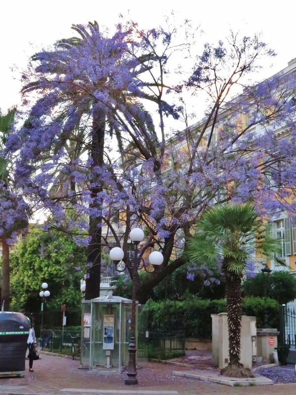 Jacaranda tree in Nice