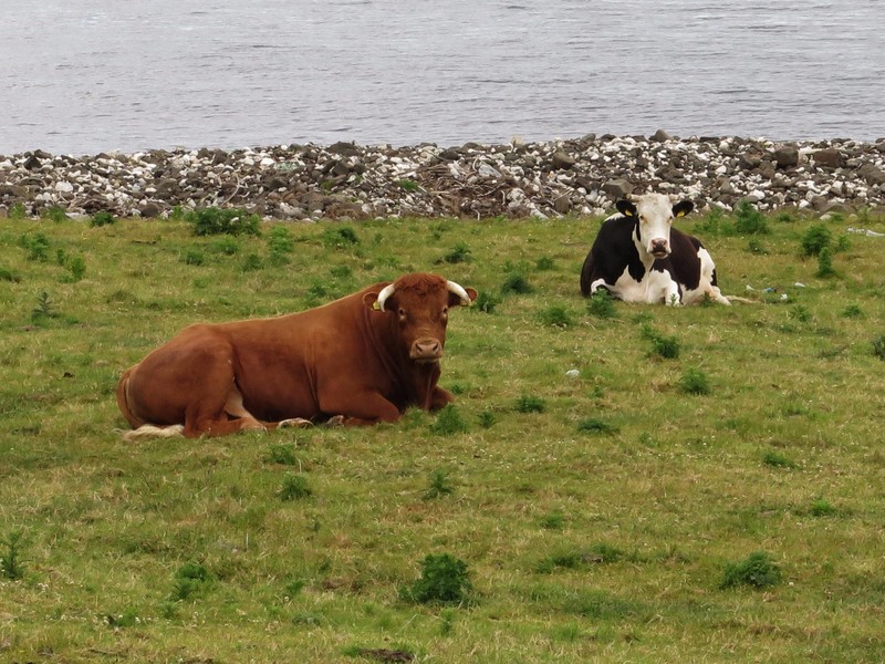 Cows relaxing nearby