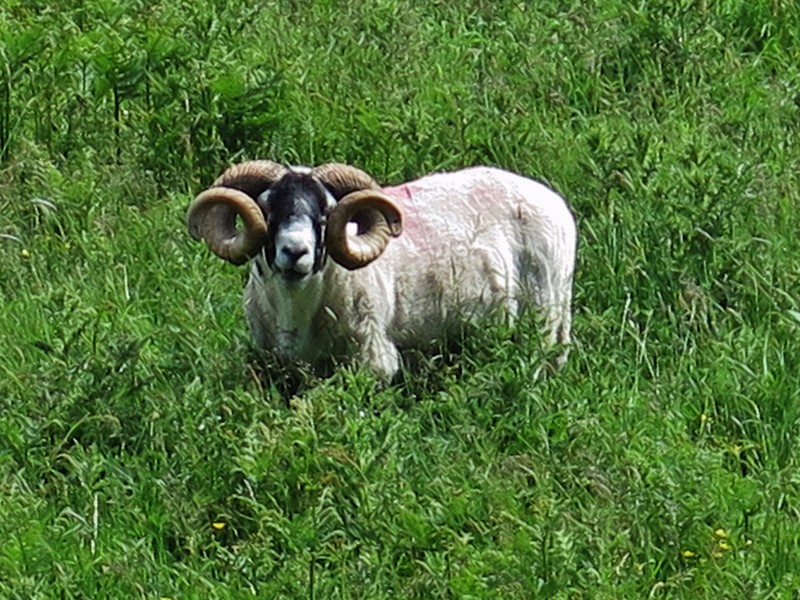 Dalesbred Sheep