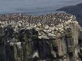 Birds on Rathlin Island