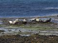 Seals basking in the sun in the harbour on Rathlin Island