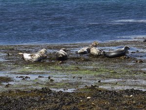 Seals basking in the sun in the harbour on Rathlin Island