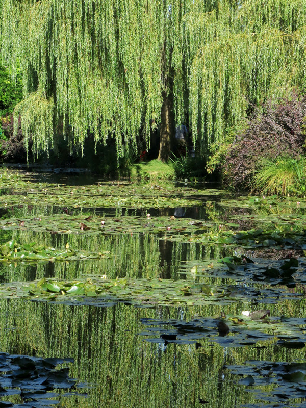 Willow tree and reflections