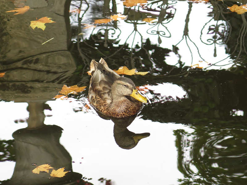 Duck enjoying the Medici Fountain