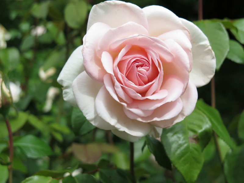 Prince Lardinier rose