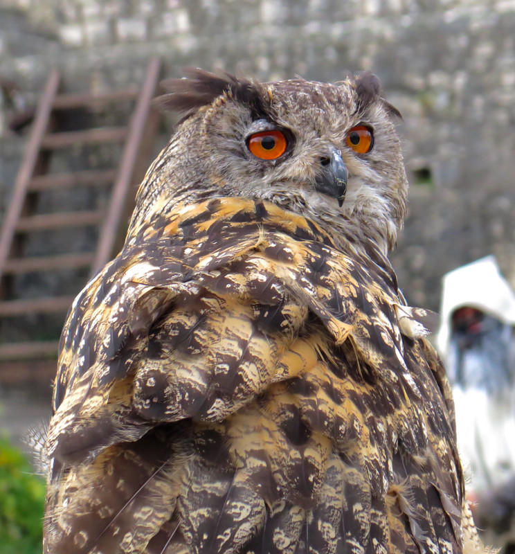 Owl in the Eagles of the Ramparts show
