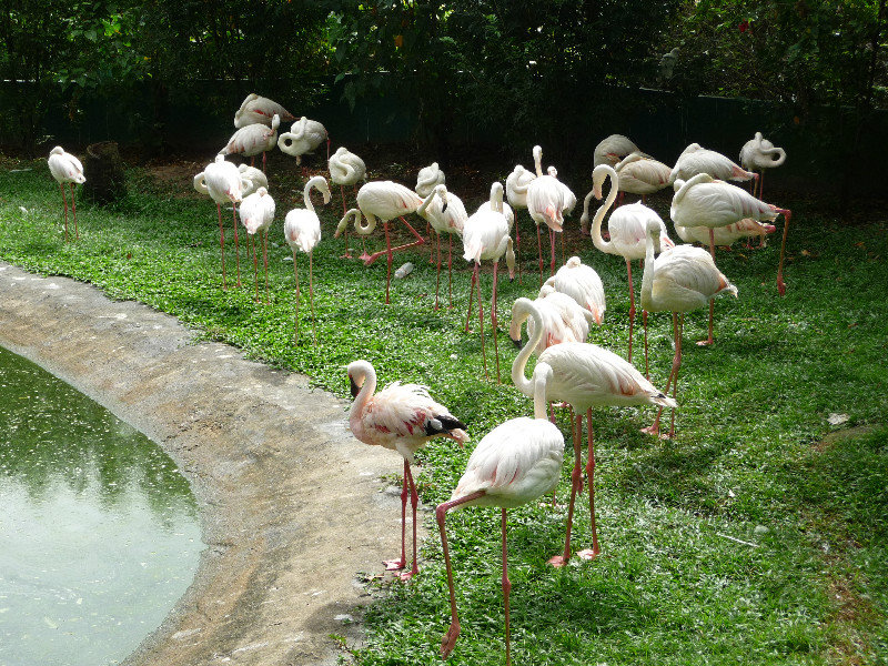 Flamingos at Kuala Lumpur Bird Park