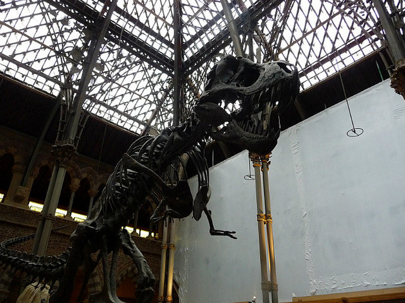 Dinosaurs at the Natural History Museum