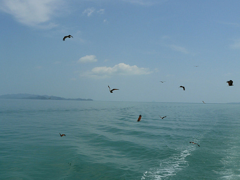 Sea Eagles Following Our Boat