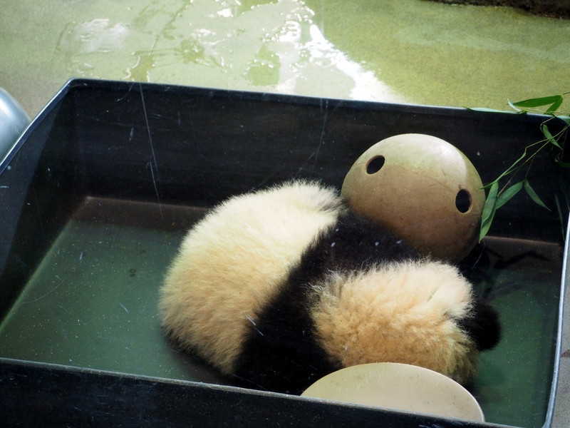 Baby Panda at the Zoo