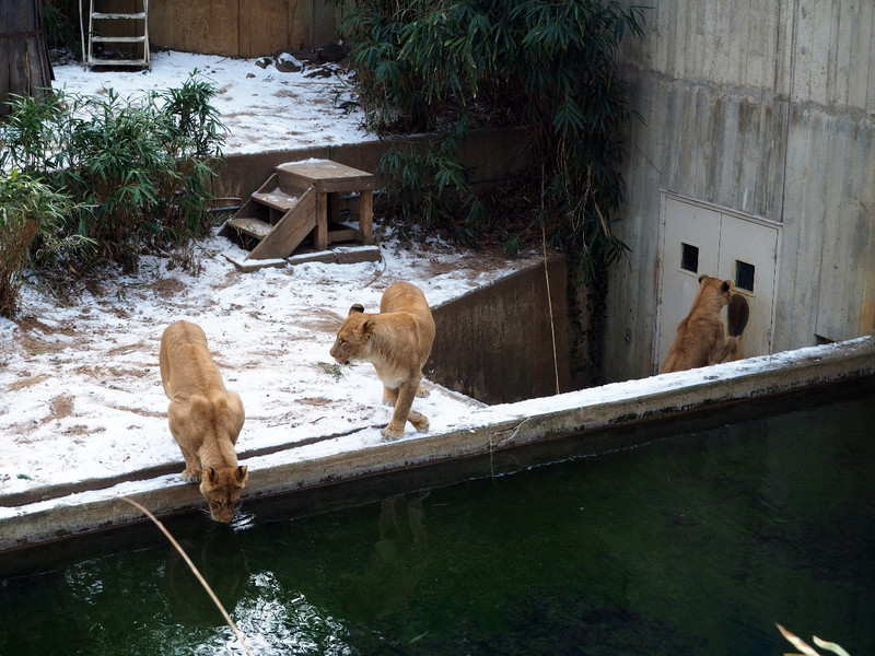 Lions in the Snow