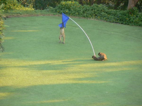 monkeys on golf course