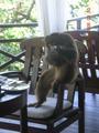 monkey that came to breakfast