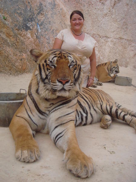 hanging out with some tigers