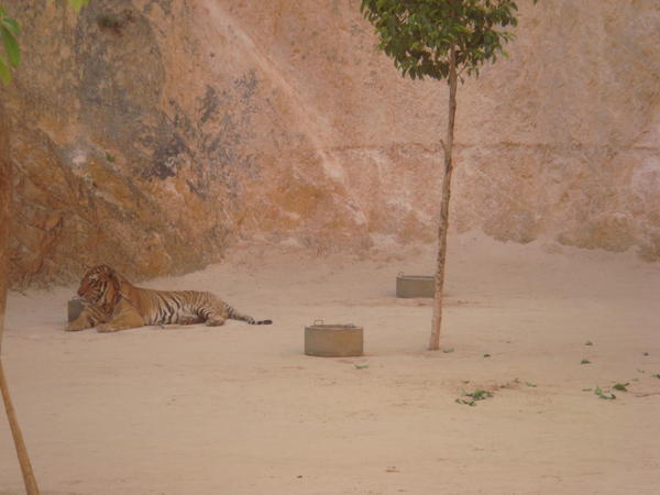 tiger temple