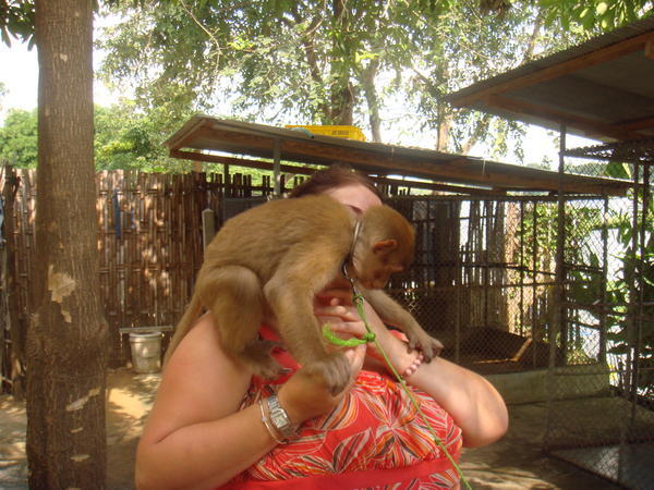 attacked by the baby monkey