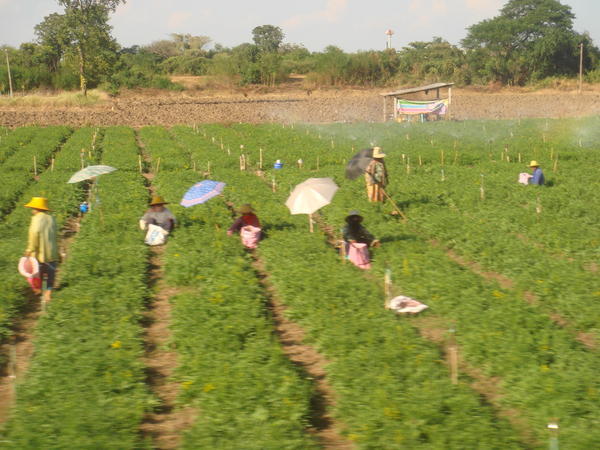 workers in paddy fields