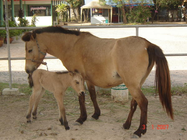 Baby foal