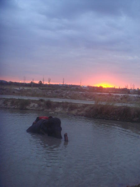 Surichok at the river