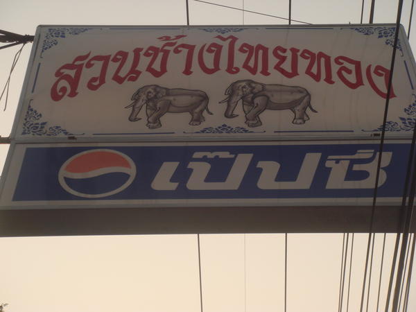 Thaitong elephant camp