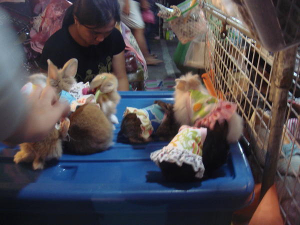 Baby rabbits on sale at the market