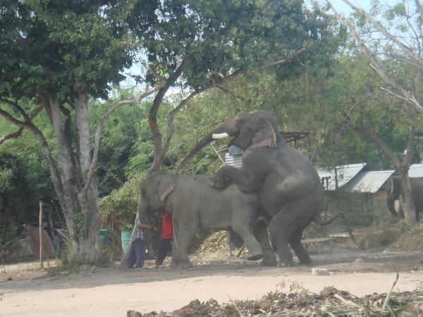 Elephant nookie
