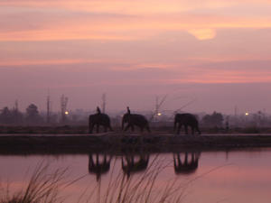 elephants at the river