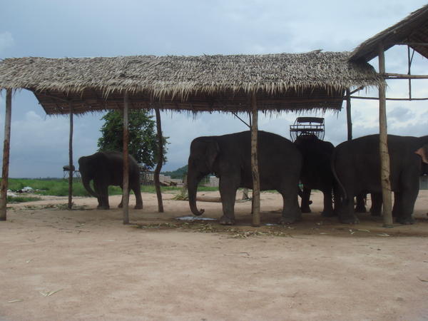 The elephant camp
