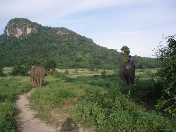 Taking the elephants to the forest