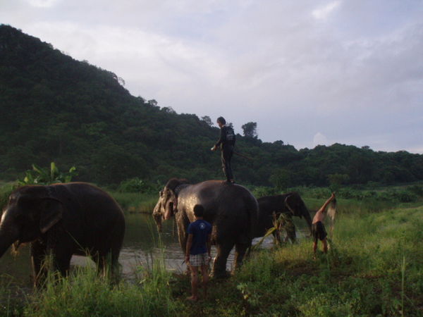 Collecting the elephants from the forest in the morning