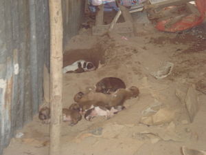 11 new born pups!