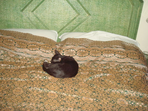 Bua the ladyboy cat asleep on my bed