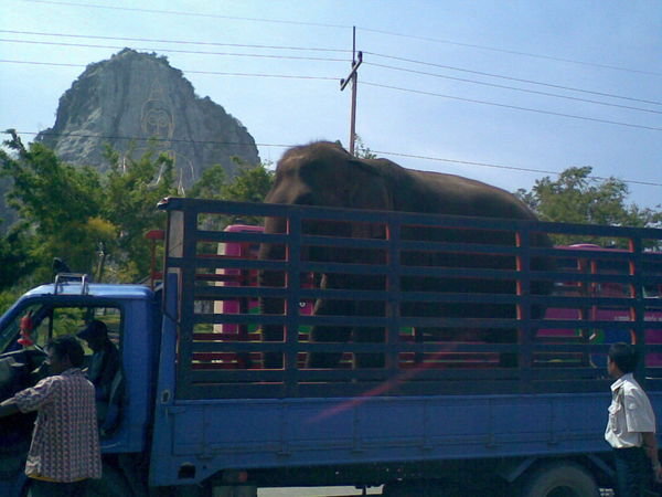 Elephant in a truck!