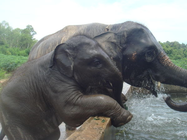 Baby elephant Em trying to get into the elephant bath