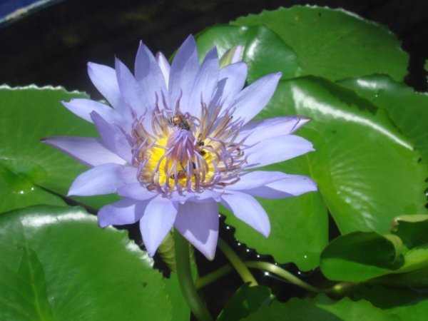 A lotus flower at The Grand Palace, Bangkok