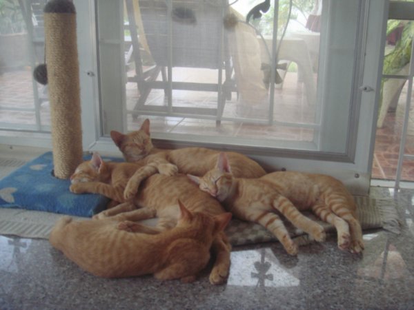 Mrs Noi's kittens with their mum...awwwww