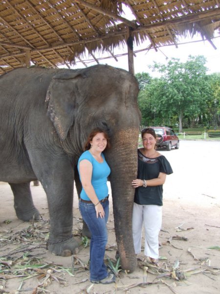 With an elephnat & volunteer