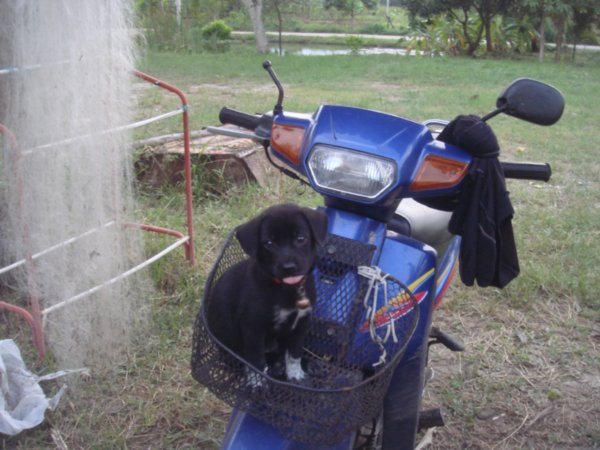 Pepsi now likes riding on the motorbike