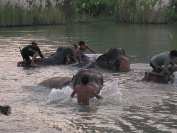 elephant bath time
