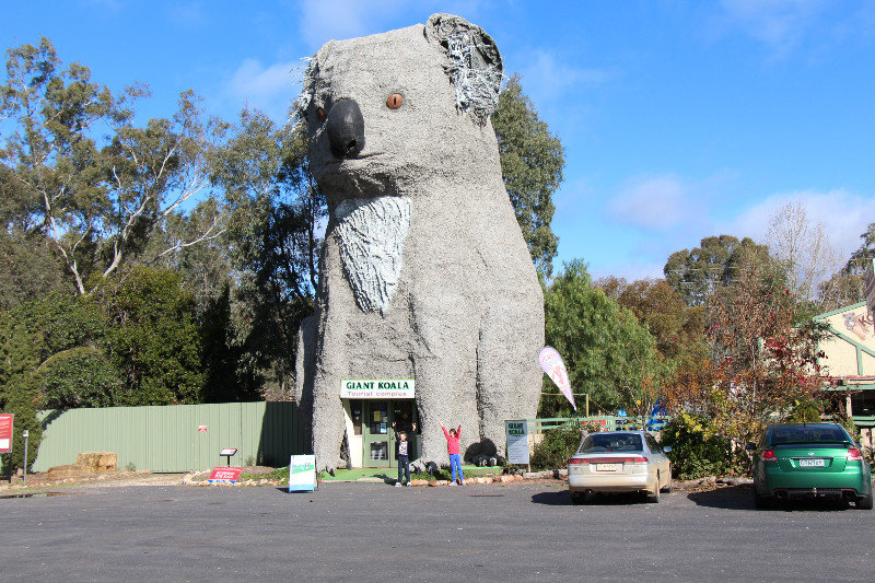 The Big Koala