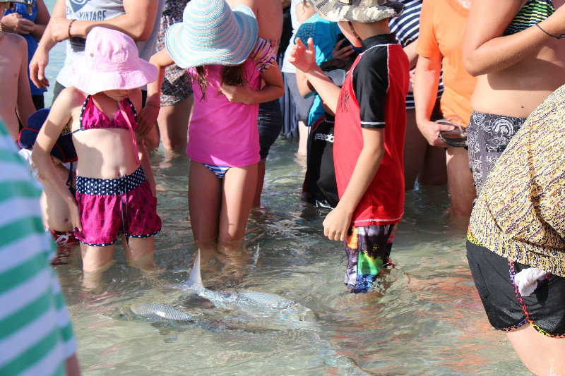 Fish feeding, Coral Bay