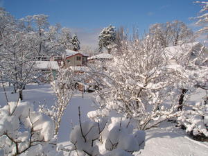 winter backyard
