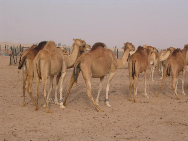 Camel farming